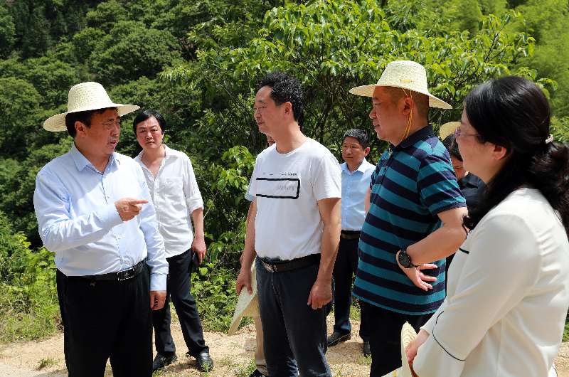 【领导重视】县委书记金德元调研林长制工作_舒城县人民政府