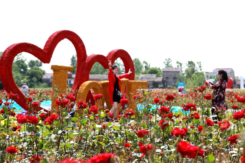 随着五一国际劳动节的到来,鹏翔·梦乐帝巧克力玫瑰小镇的数百亩玫瑰