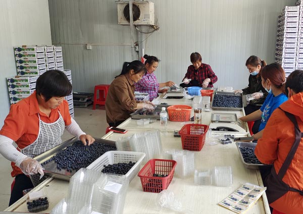 城关镇小蓝莓撬动大产业