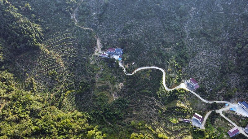 晓天镇：神奇白桑园  茶香弥漫艳阳天