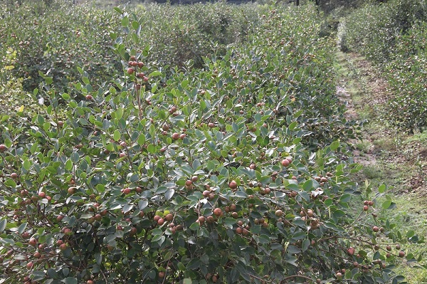 河棚镇：秋风拂面油茶香  青山增绿果满仓