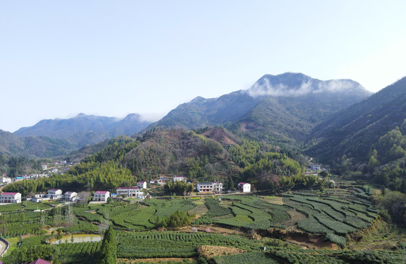 晓天镇:美丽茶乡 春色烂漫_舒城县人民政府