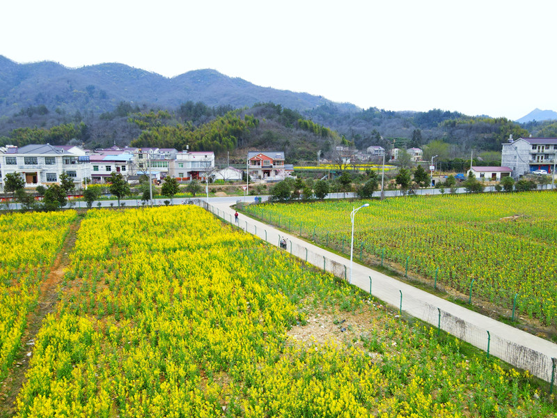 晓天镇:美丽茶乡 春色烂漫_舒城县人民政府