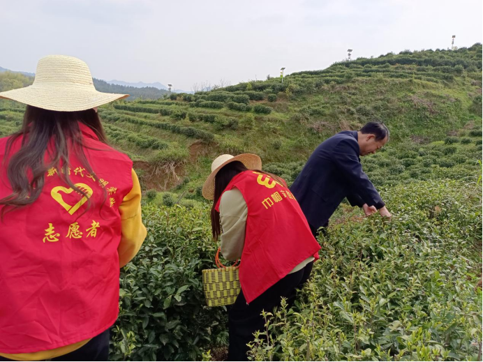 抗疫情 助茶农 高峰巾帼在行动