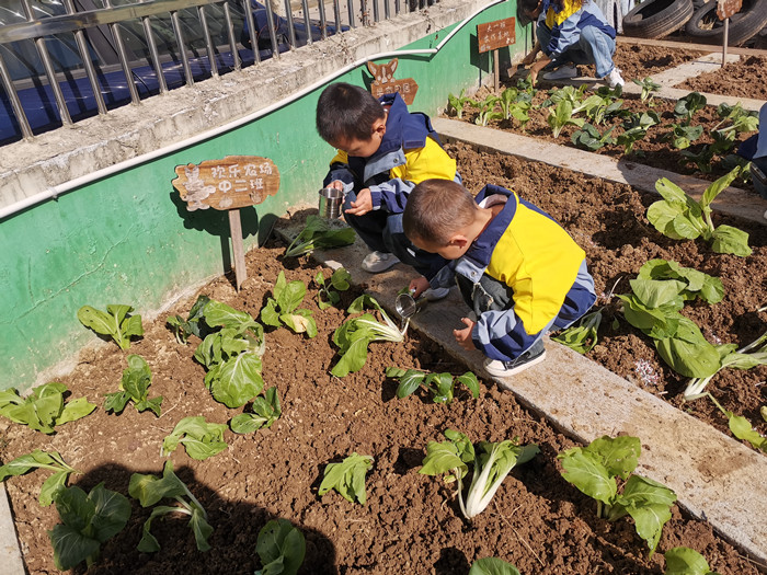 张母桥镇中心幼儿园开展小菜园种植活动