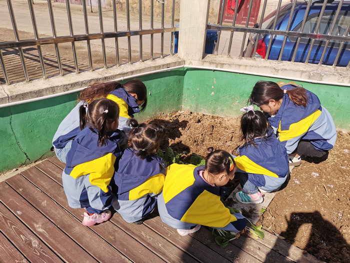 张母桥镇中心幼儿园开展小菜园种植活动