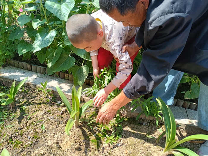 县特教学校开展劳动实践基地除草活动