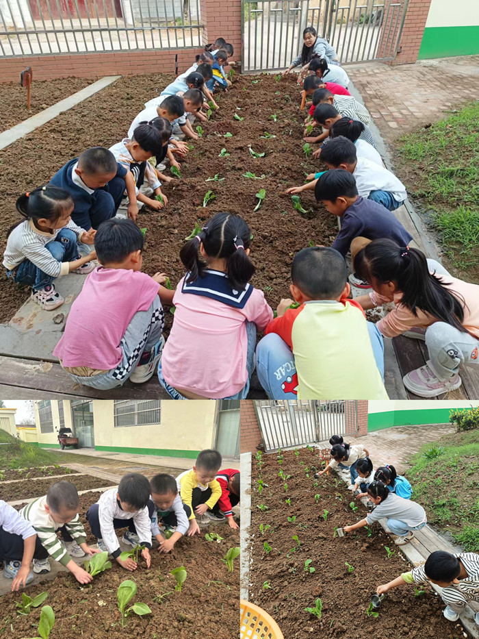 萌娃学种菜 亲近大自然——张母桥镇中心幼儿园  开展蔬菜种植活动