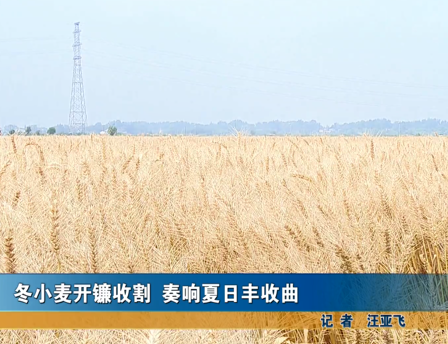冬小麦开镰收割 奏响夏日丰收曲