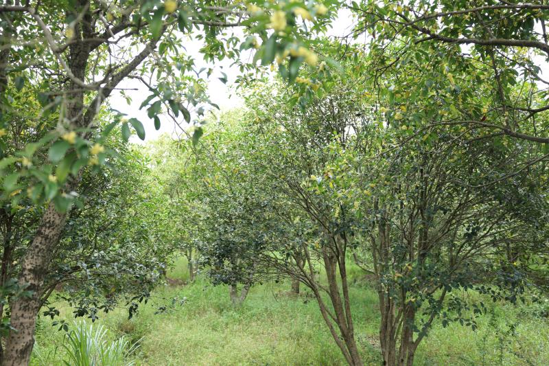 晓天镇：桂花盛开漫天香