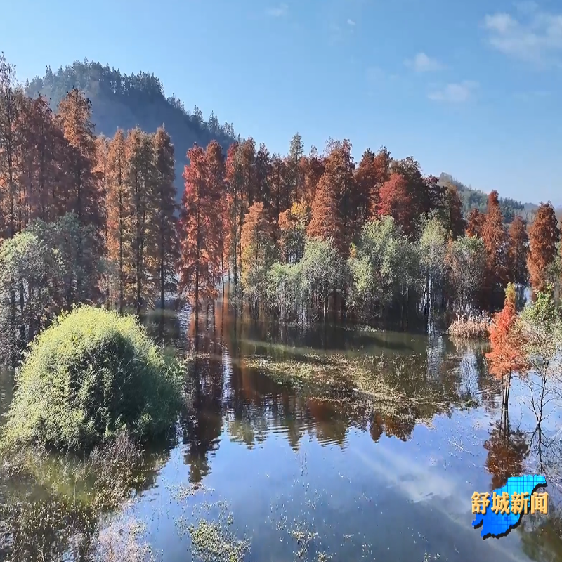 大美舒城——万佛湖红杉林