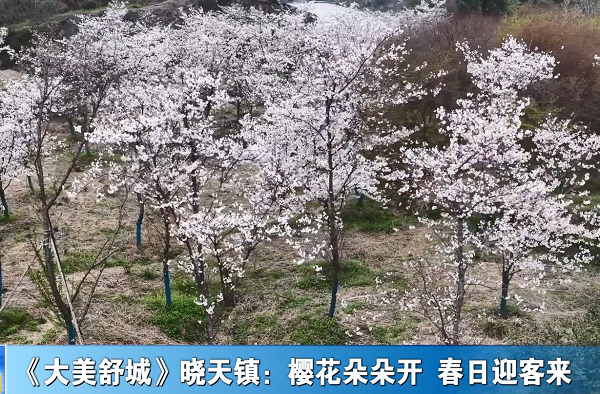 《大美舒城》晓天镇：樱花朵朵开 春日迎客来