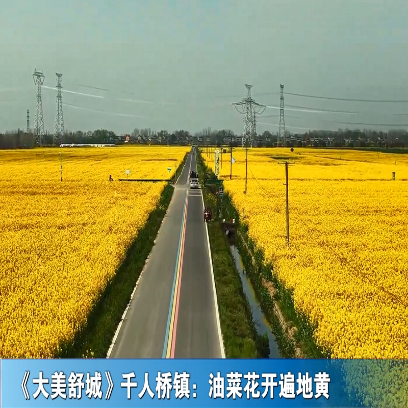 《大美舒城》千人桥镇：油菜花开遍地黄