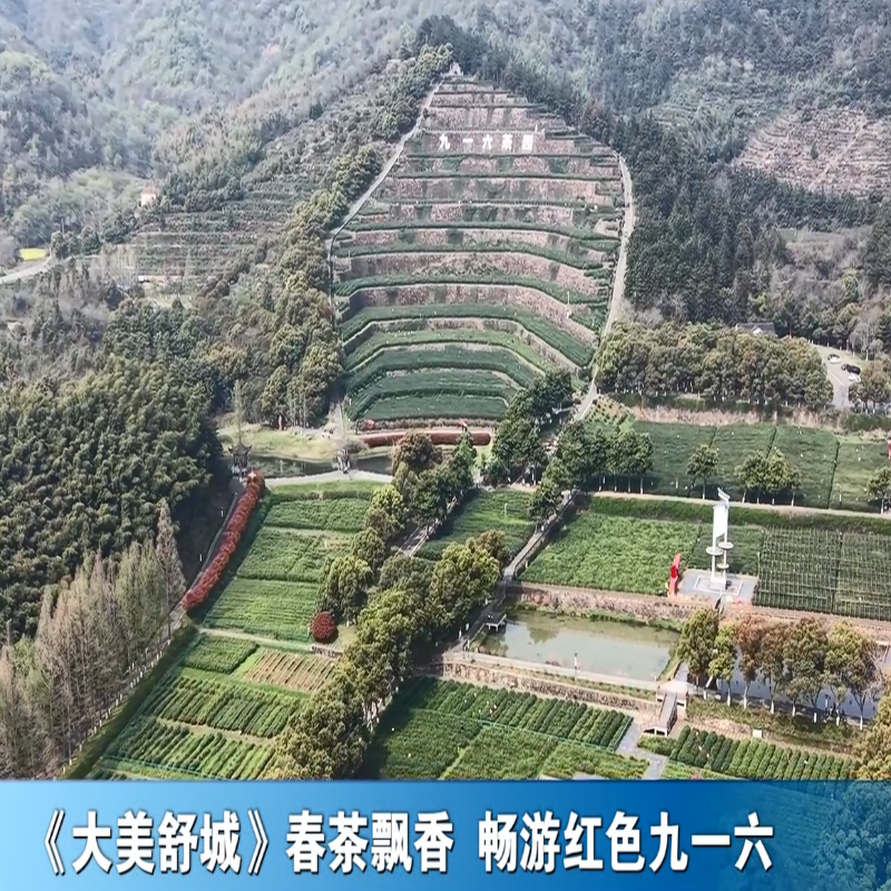 《大美舒城》春茶飘香 畅游红色九一六