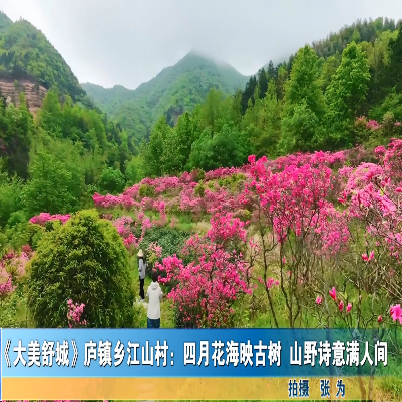《大美舒城》庐镇乡江山村：四月花海映古树 山野诗意满人间