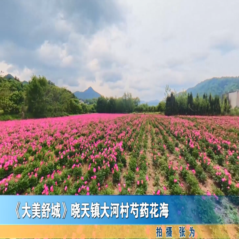 《大美舒城》晓天镇大河村芍药花海