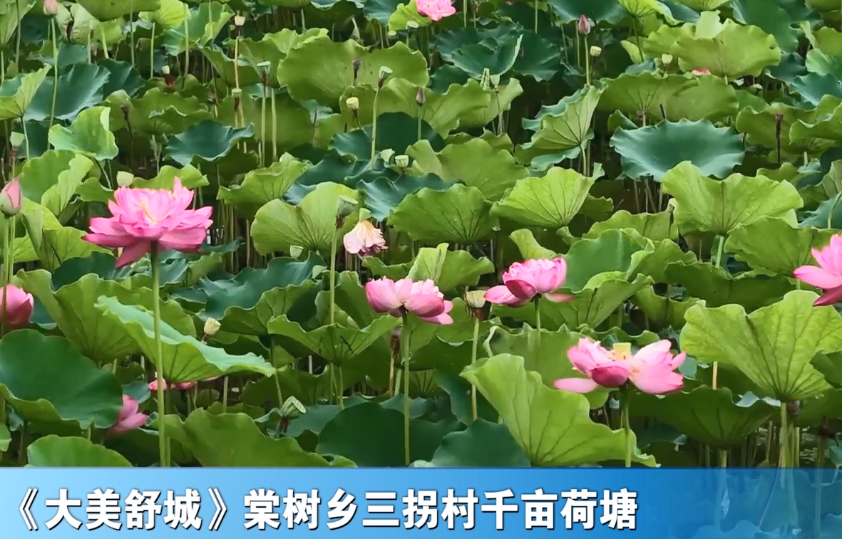 《大美舒城》棠树乡三拐村千亩荷塘