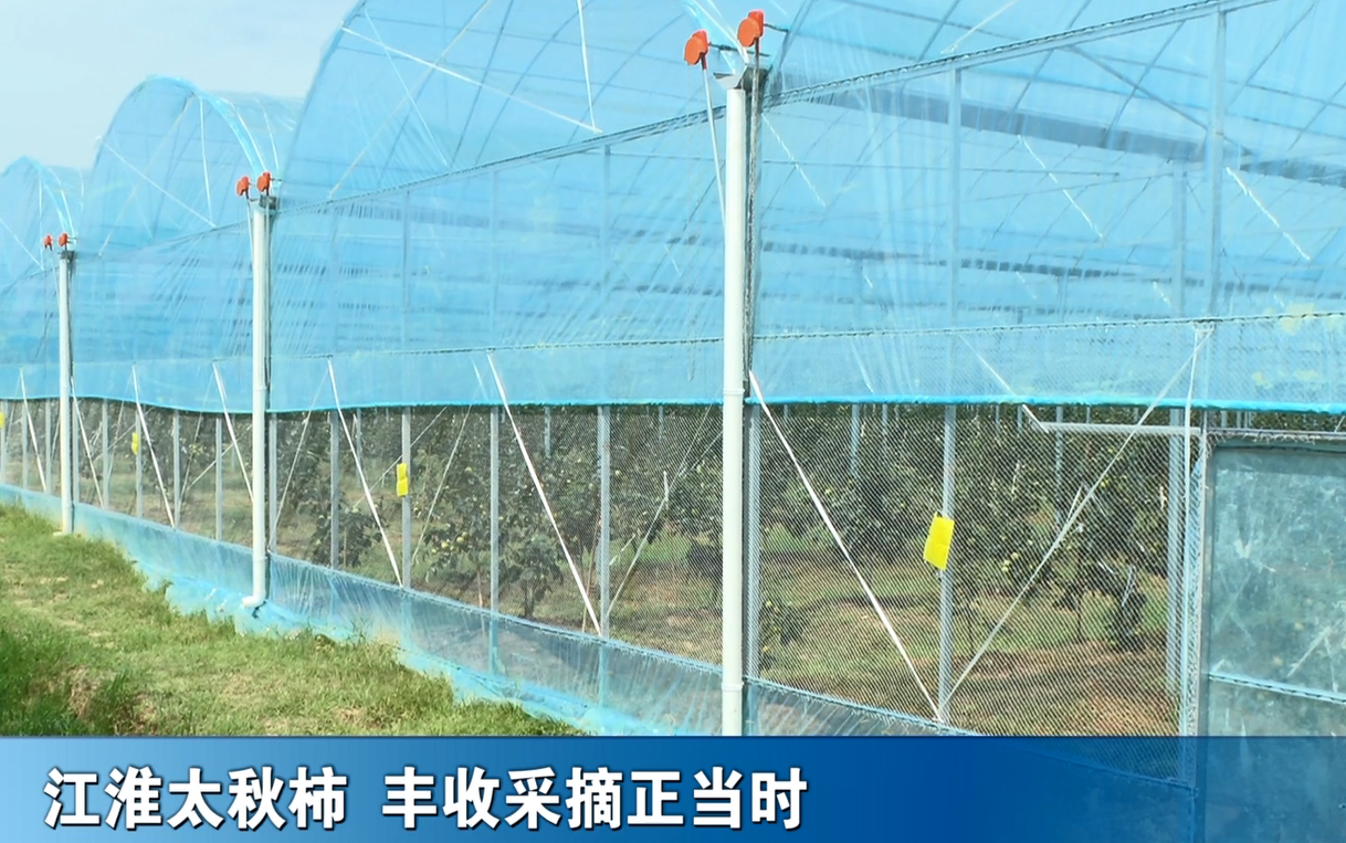 江淮太秋柿 丰收采摘正当时