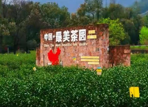 【游舒城】大家好，我是舒城小兰花。这个春天，来舒城茶园，和我来一场美丽的邂逅