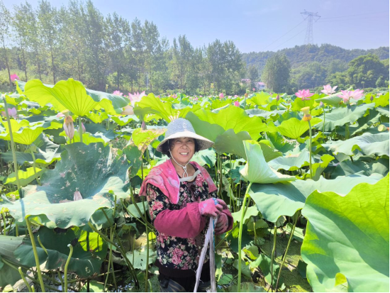 春秋乡：“莲”连丰收    特色产业赋能乡村振兴