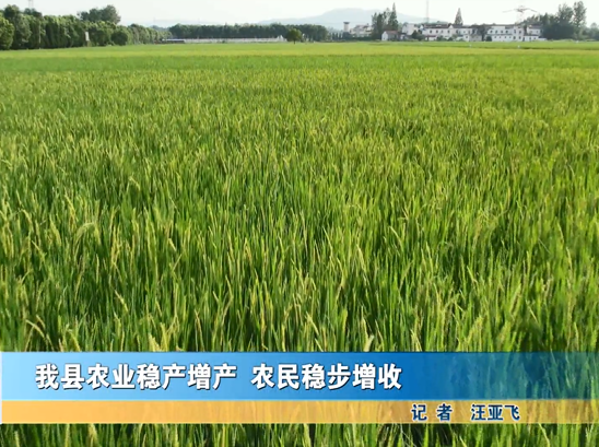 我县农业稳产增产 农民稳步增收