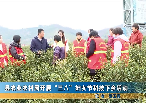 我县各地举办丰富多彩的庆“三八”主题活动