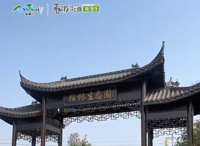 【舒城文旅】寻春而来～柏林生态园—舒城的春天怎能少了那一丛丛蒿子