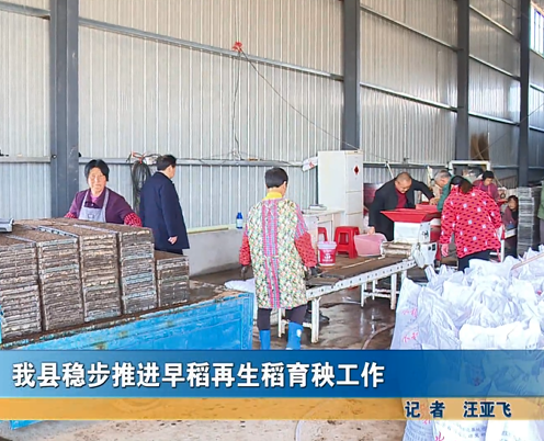 我县稳步推进早稻再生稻育秧工作