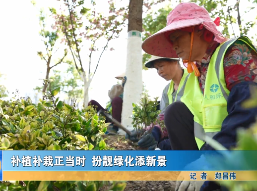 补植补栽正当时 扮靓绿化添新景