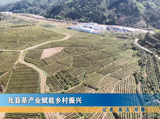 我县茶产业赋能乡村振兴